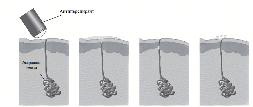Механизм действия антиперспирантов [1].png