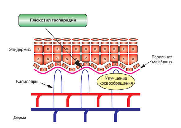 Влияние Глюкозил Гесперидина на кровообращение.png