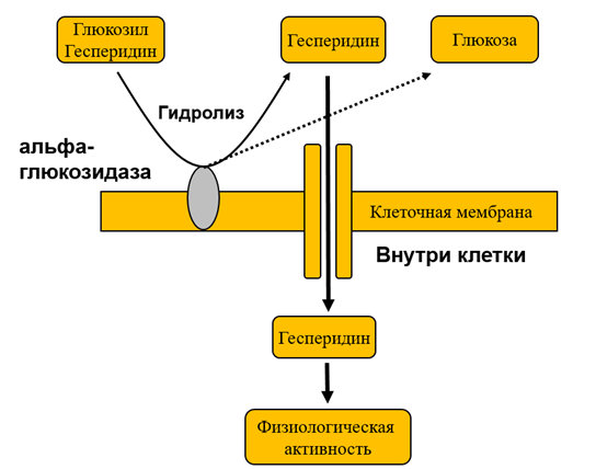 Схематичное изображение механизма действия Глюкозил Гесперидина на кожу.png